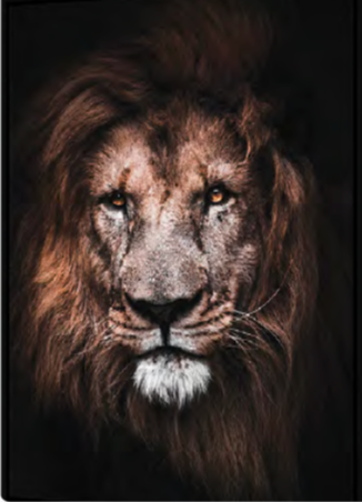 Toile + cadre noir LION